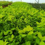 Tavoľník japonský (Spiraea Japonica) ´GOLDEN PRINCESS´ - výška 10-20 cm ⌀ 20 cm , kont. C2L
